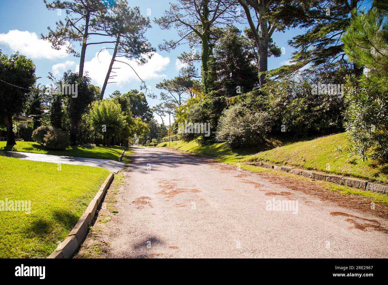 Ruhige und von Bäumen gesäumte Wohnstraße in Punta del Este, Uruguay, bietet eine ruhige und friedliche Atmosphäre. Stockfoto