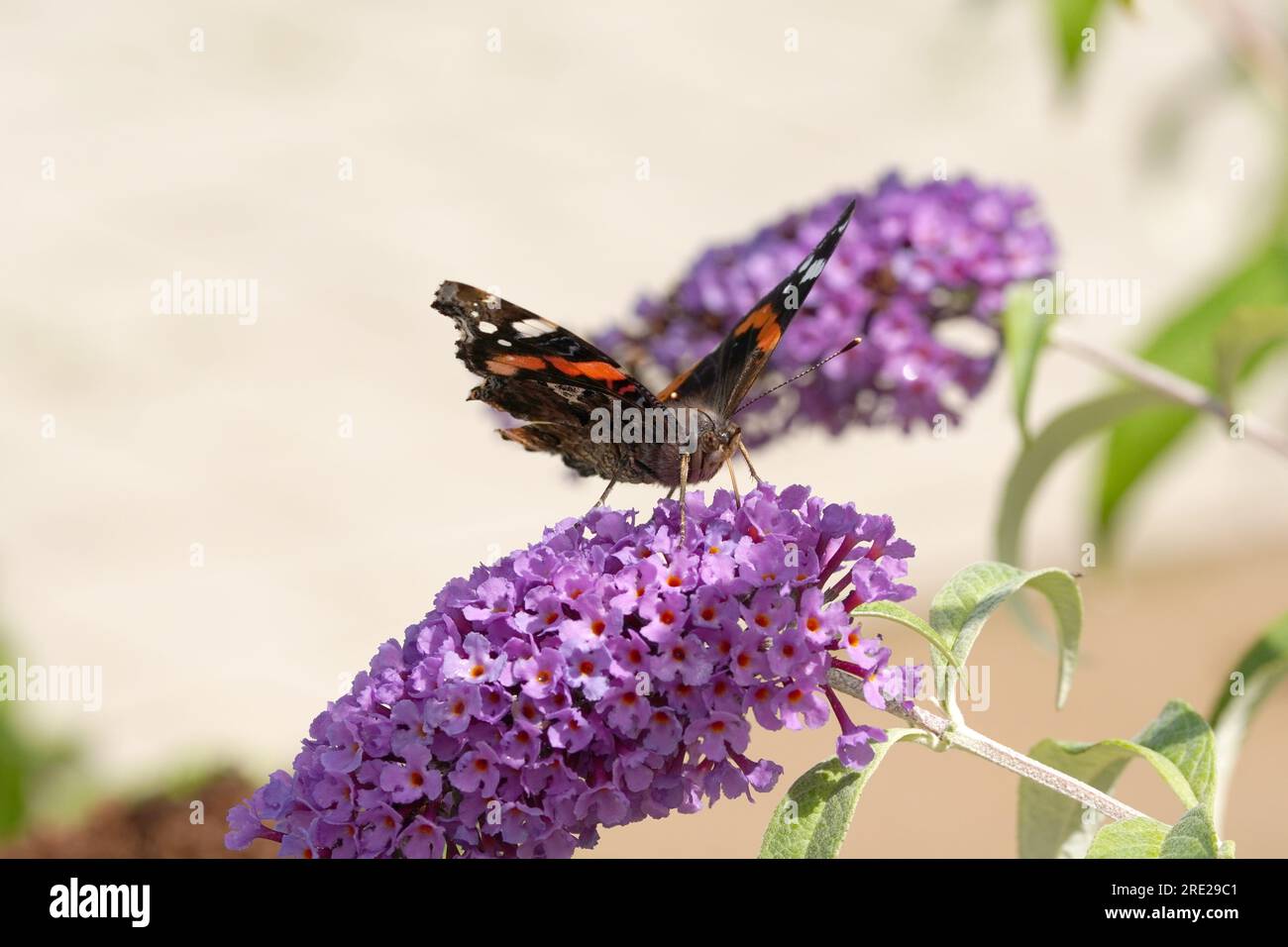 peacock Butterfly sammelt Nektar Stockfoto