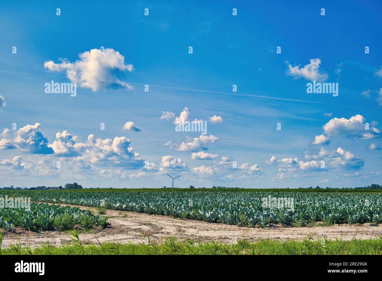 Feld mit Kohl unter blauem Himmel mit weißen Wolken, mit einer Windturbine im Hintergrund. Provinz Groningen im Norden der Niederlande Stockfoto