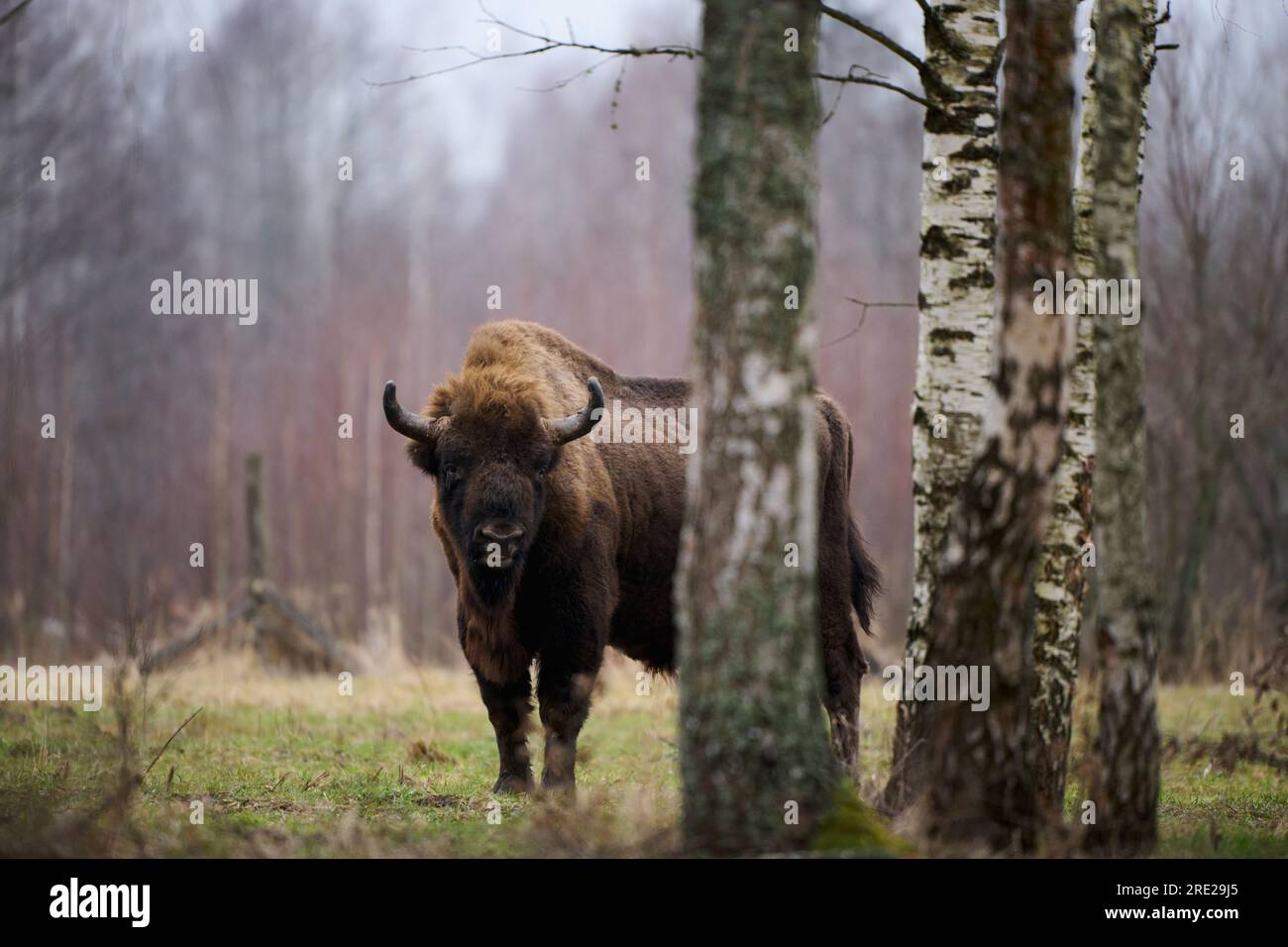 European Bison – ein majestätisches Wildtierporträt in seinem natürlichen Lebensraum. Perfekt für Projekte mit Naturthemen. Stockfoto