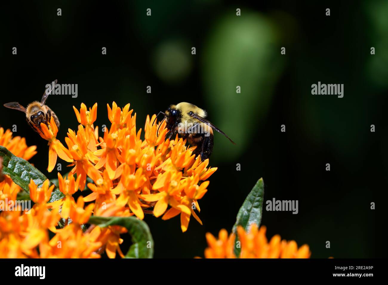 Hummel, ein Mitglied der Gattung Bombus, Teil von Apidae on Butterfly Weed. Stockfoto