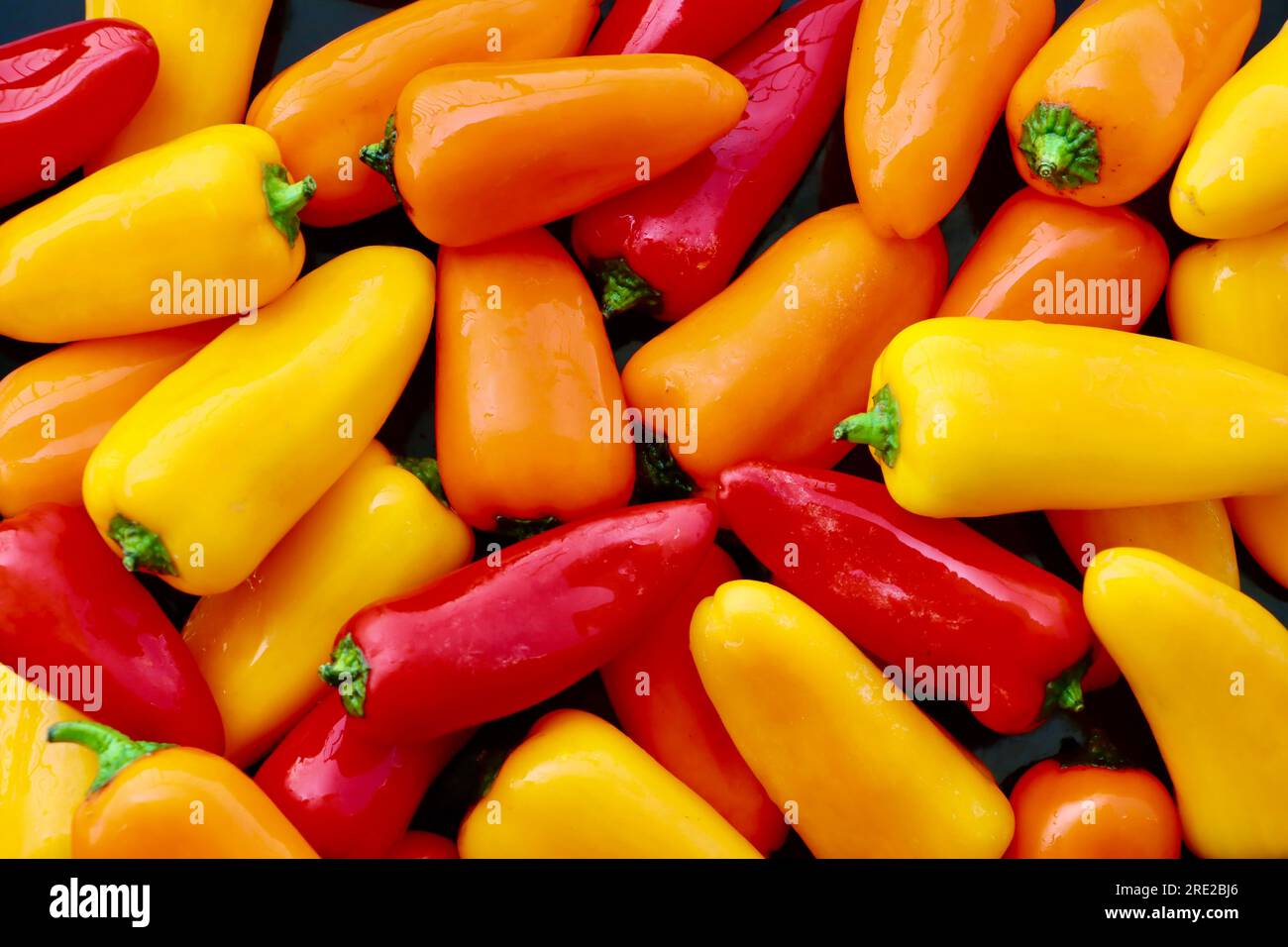 Nahaufnahme von mehrfarbigen Mini-Paprika. Stockfoto