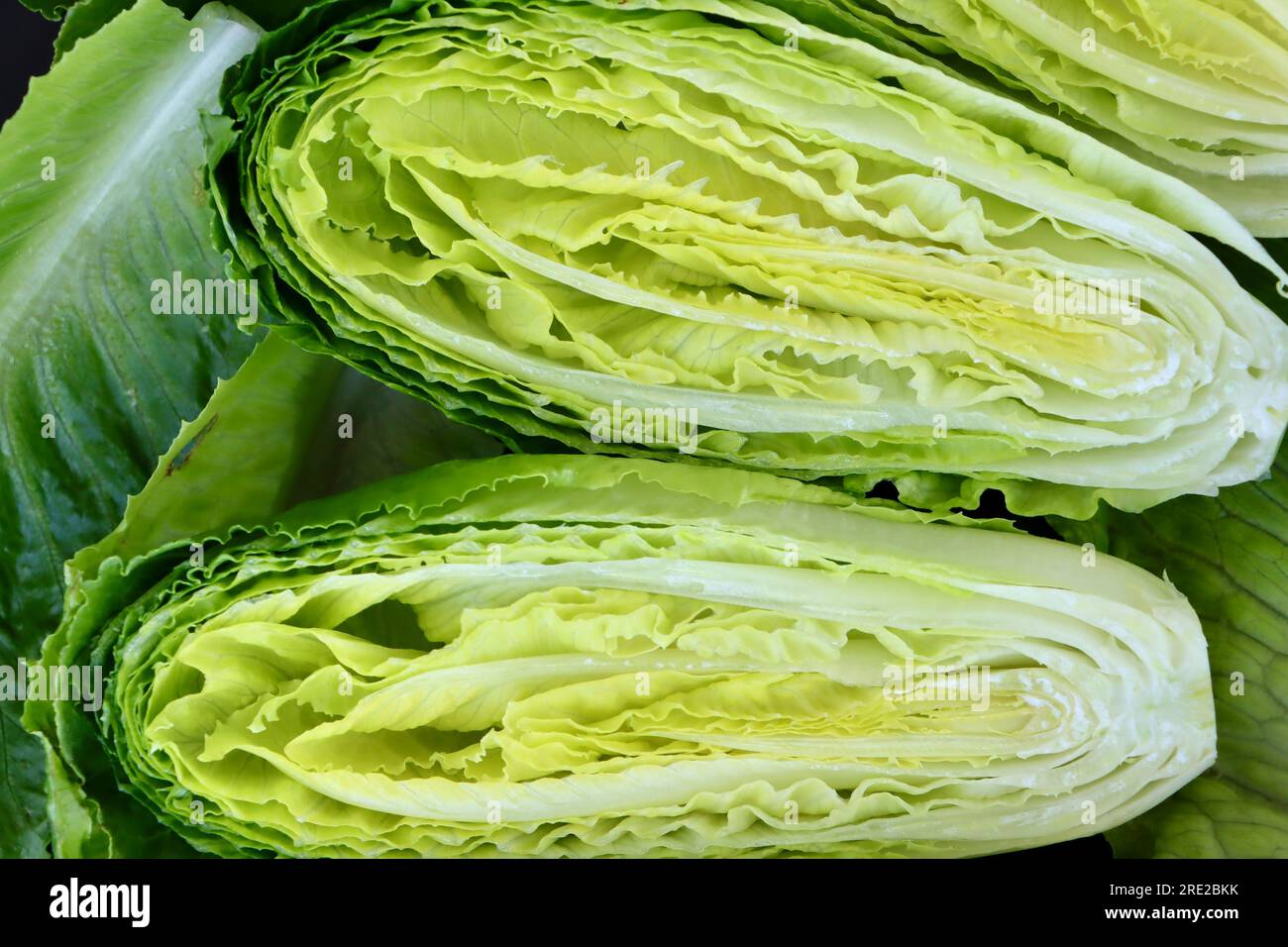 Querschnitte eines Herzens von Baby-Romansalat (Lactuca sativa L. var. Longifolia) Stockfoto