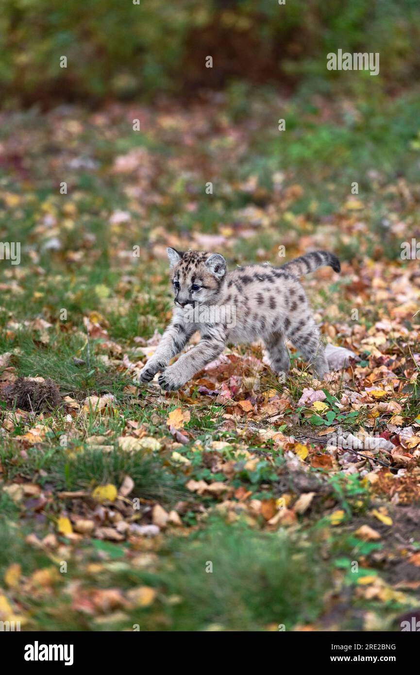 Cougar Kitten (Puma concolor) springt über Leaf Strewn Ground im Herbst – ein in Gefangenschaft gehaltenes Tier Stockfoto