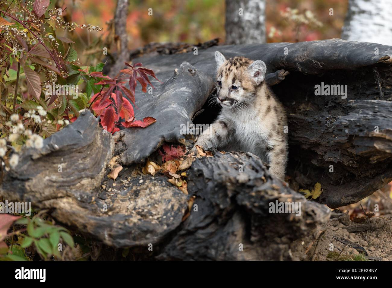 Cougar Kitten (Puma Concolor) Paw Forward bereit, aus dem Herbst des Kammerjägers herauszukommen – ein in Gefangenschaft stehendes Tier Stockfoto