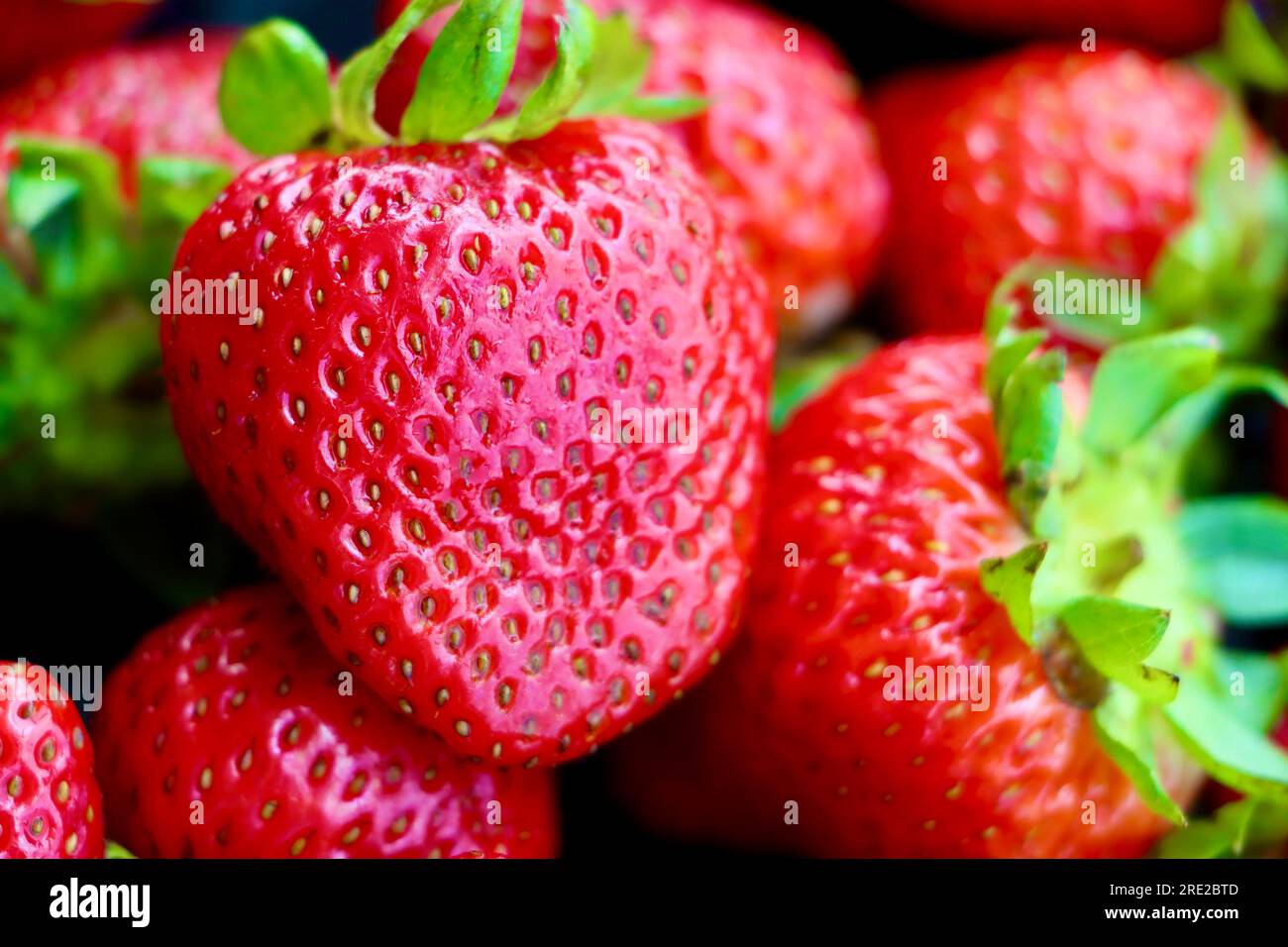 Erdbeeren (Fragaria x ananassa). Stockfoto