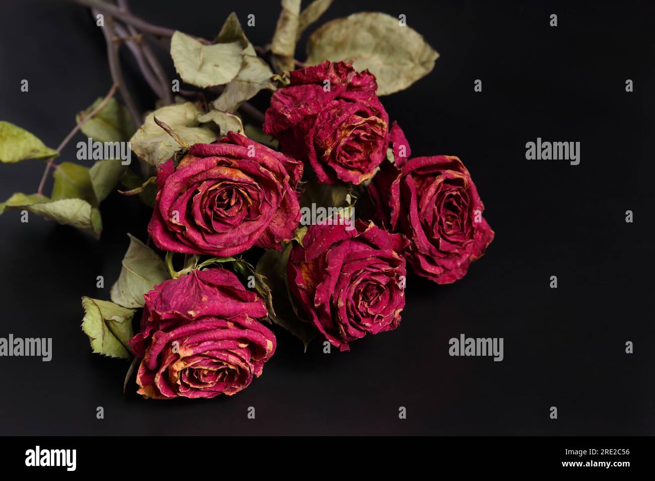 Trockne rosa Rosen auf schwarzem Hintergrund. Tote Rosen schließen sich, Kopierraum. Das Konzept der Einsamkeit, des Alters, der Traurigkeit, des Alters, der unglücklichen Liebe, Verlust. Stockfoto