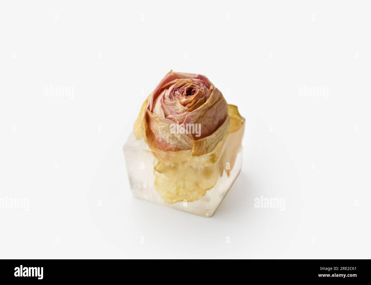 Konzeptionelle Zusammensetzung einer Rosenknospe in einem Eiswürfel, einer Rosenblume in Eis, isoliert auf weißem Hintergrund, Nahaufnahme. Stockfoto