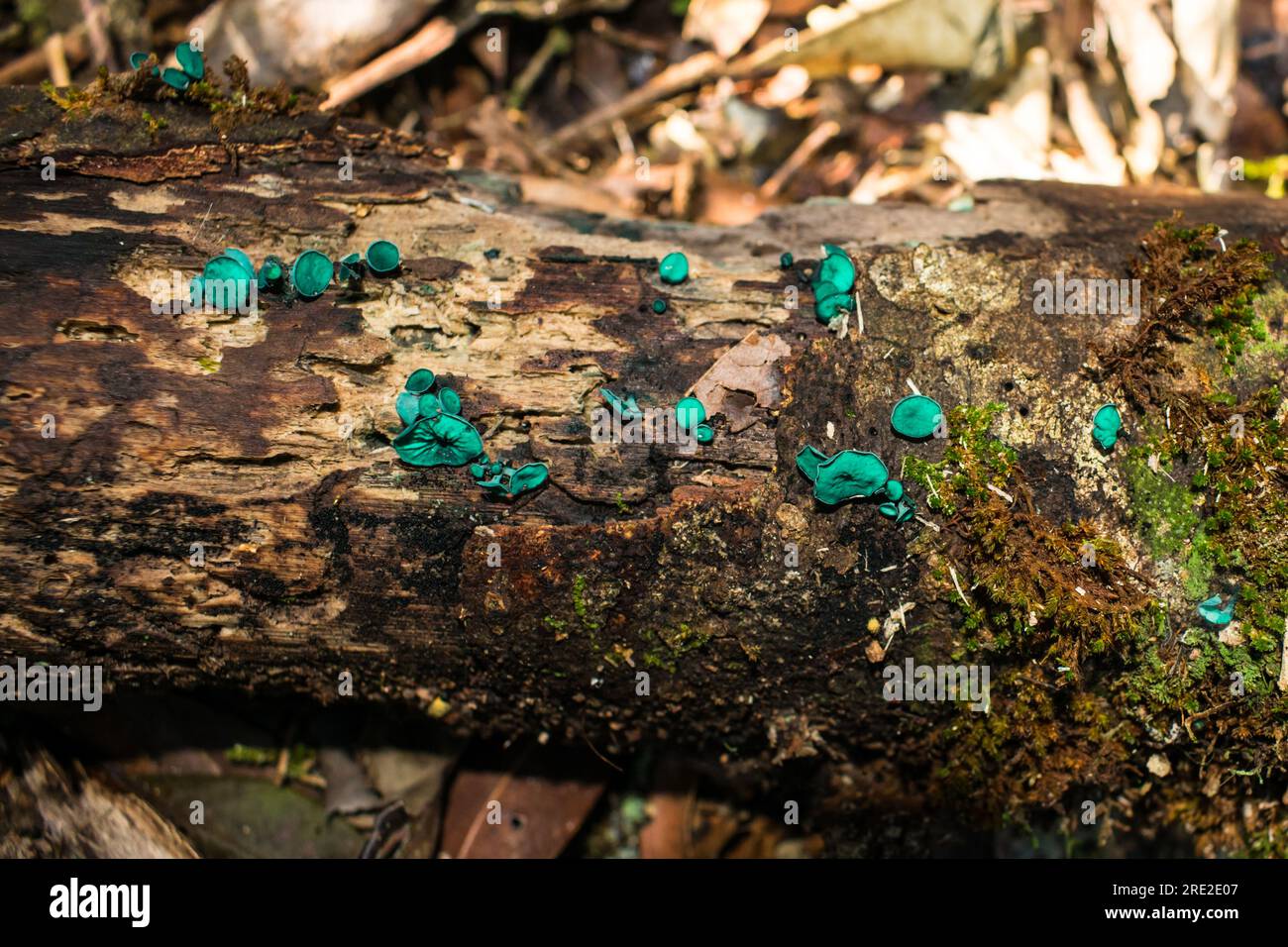 Chlorociboria aeruginascens, auch bekannt als Green Wood Cup-Pilz, auf einem toten Ast im Ronda Municipal Park in Sao Francisco de Paula, Brasilien Stockfoto