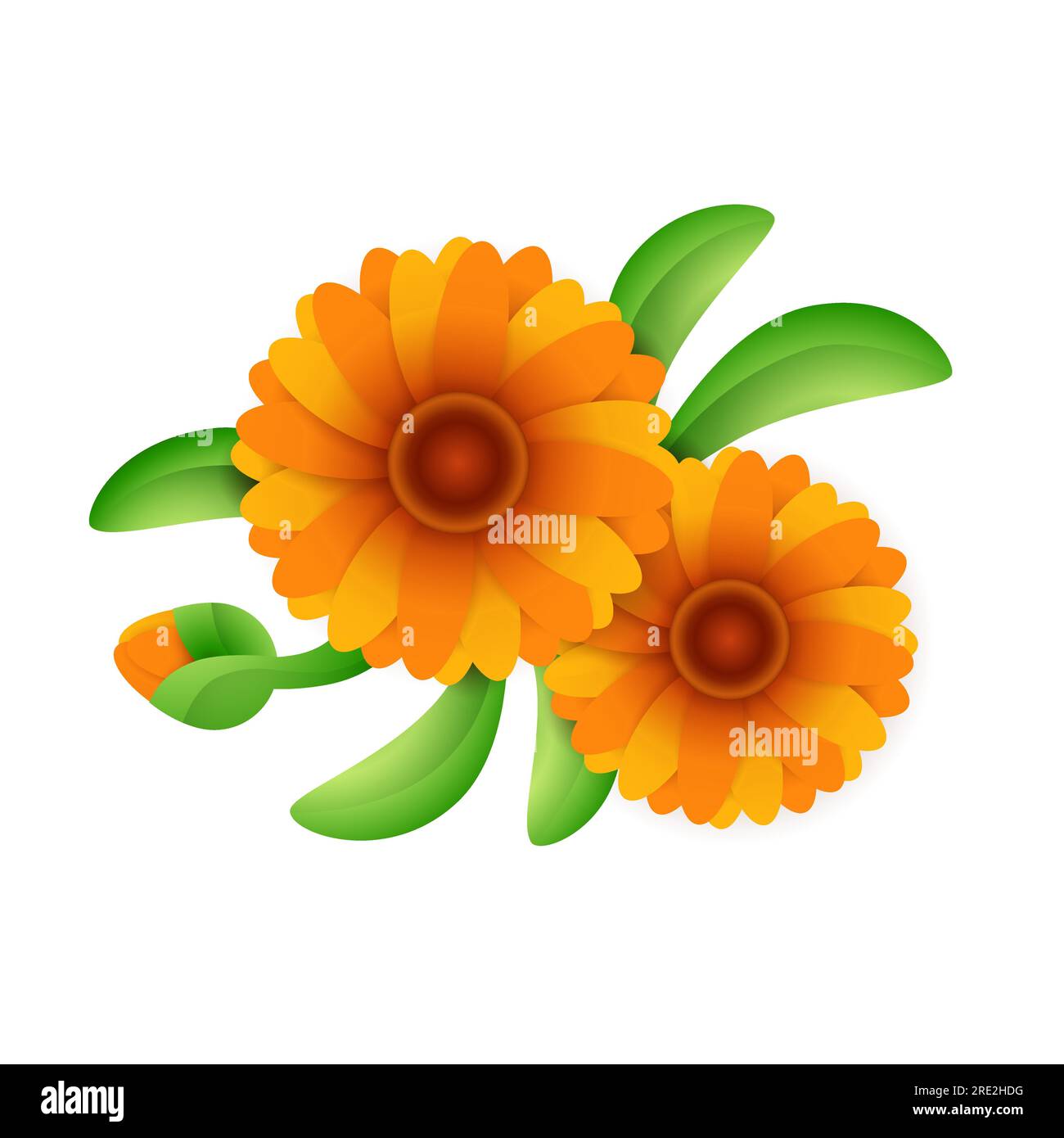 Blühende Calendula-Blüte Stock Vektor