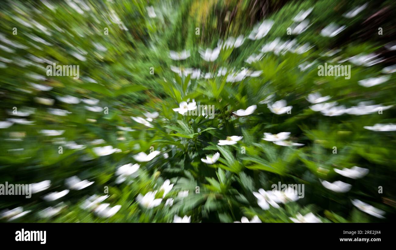 Die Wirkung des Zoomens in einem Blumenfeld Stockfoto