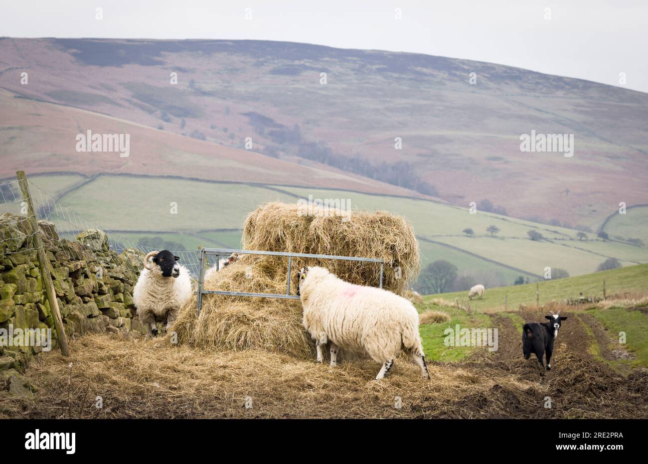 Schafe, die Stroh auf einer Bergfarm in Hope Valley, Peak District, Derbyshire, Großbritannien, fressen Stockfoto