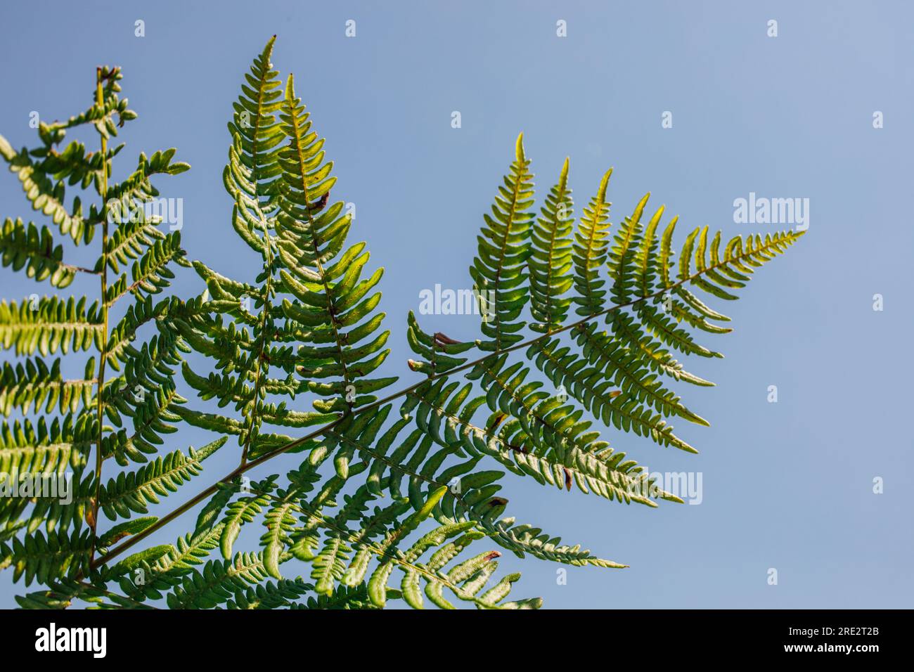 Bracken-Farnfront gegen blauen Himmel Stockfoto