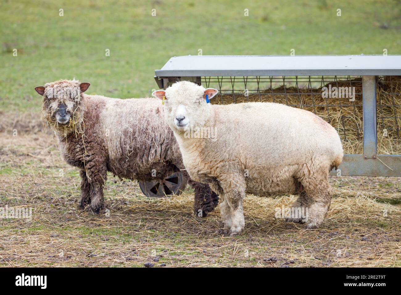 Ryeland-Schafe, Schafe auf einer Farm im Winter. Peak District, Derbyshire, Großbritannien Stockfoto