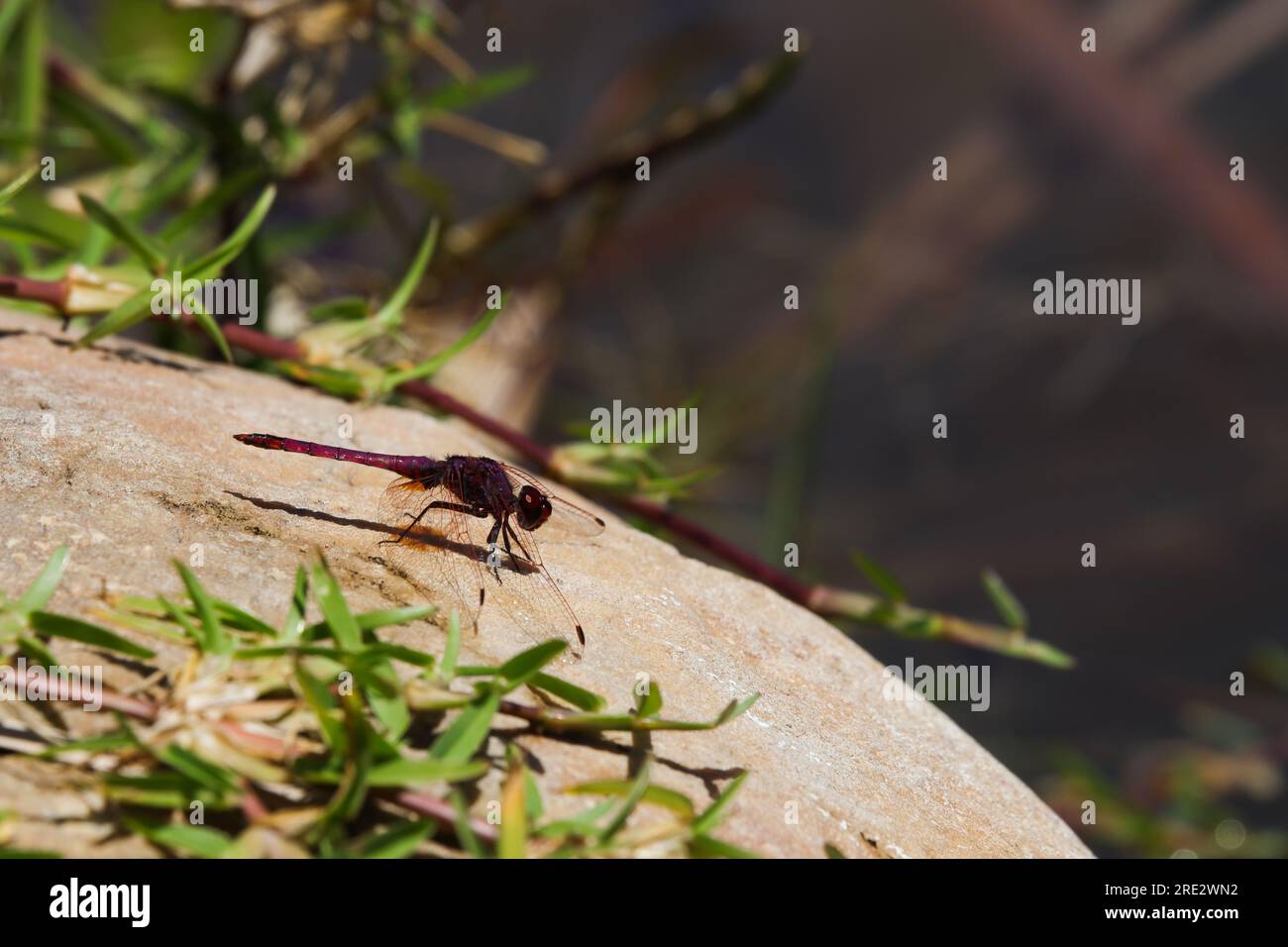 Violet Dropwing Dragonfly auf Lakeside Rock (Trithemis annulata) Stockfoto