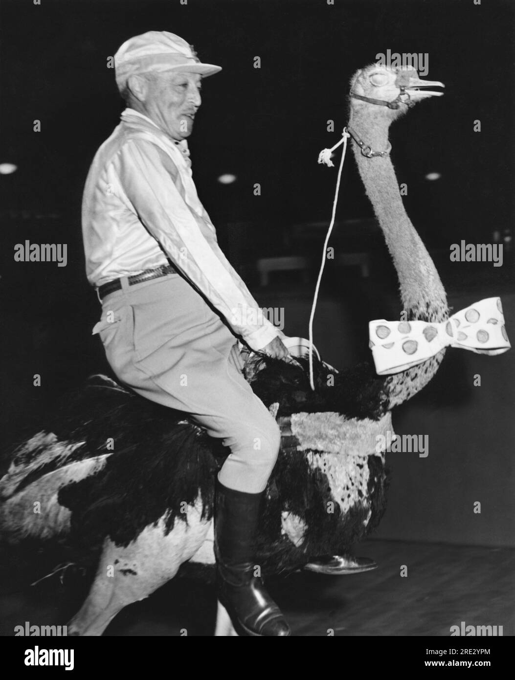 Kalifornien: ca. 1955 Ein Mann in einem Jockey-Outfit, der auf einem Strauß reitet. Stockfoto