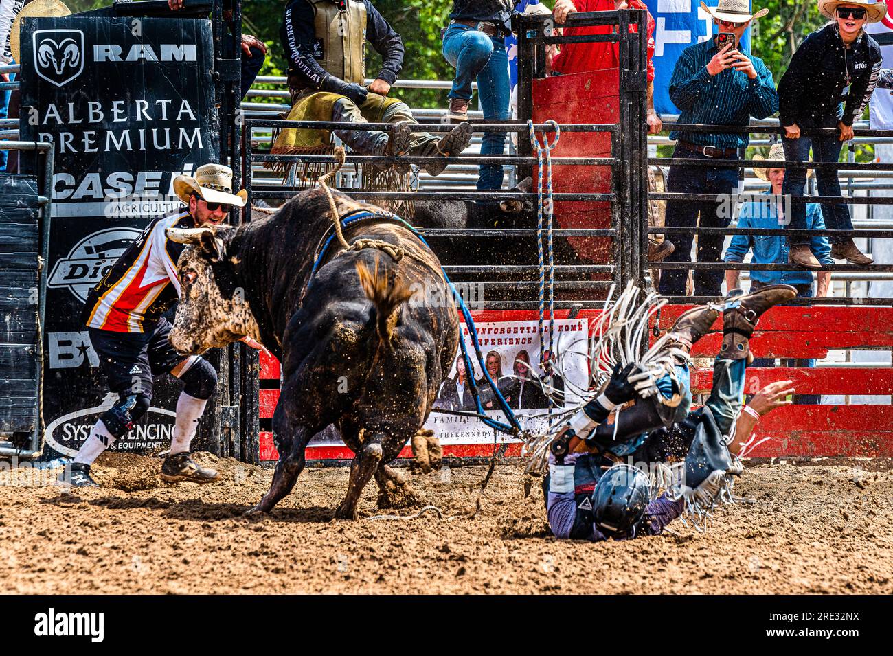 Amerikanisches Rodeo, das heute im Westen der USA und Kanada besonders beliebt ist. Aus der Arbeit mit Rindern. Stockfoto