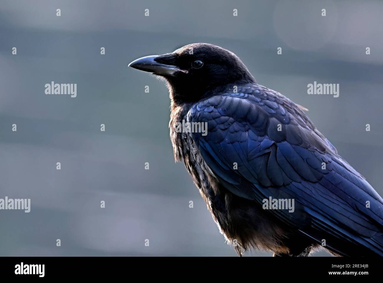 Nahaufnahme einer jungen Krähe „Corvus brachyrhynchos“; Stockfoto