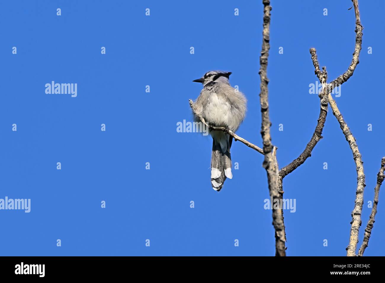 Ein junger östlicher Blauer Jay, der sich in der Kristata, Cyanocitta, hoch oben in einem nackten Ast befindet. Stockfoto