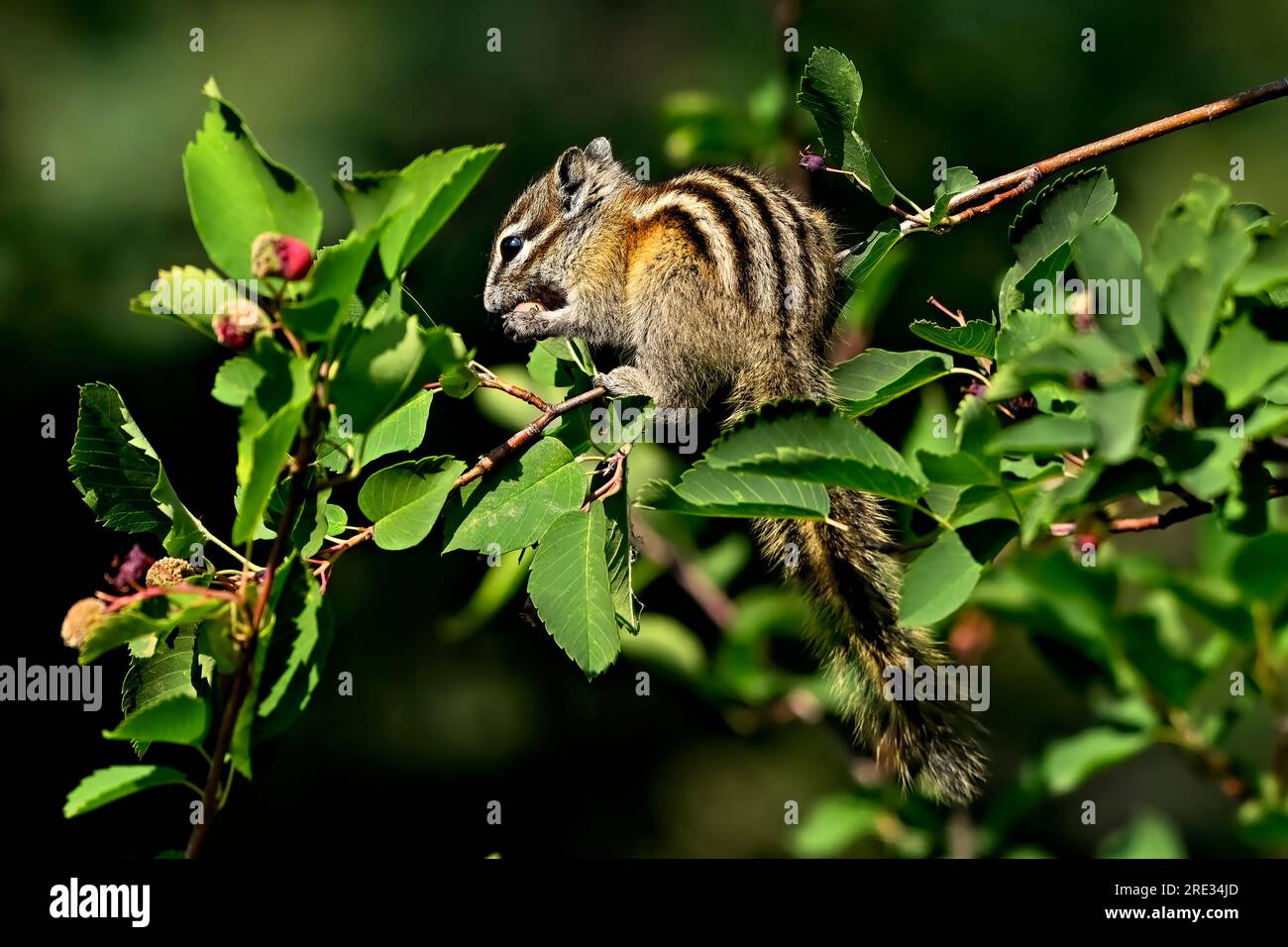 Ein Blick von hinten auf einen am wenigsten knackigen Eutamias minimus, der auf einem Ast nach leckeren roten Beeren sucht. Stockfoto