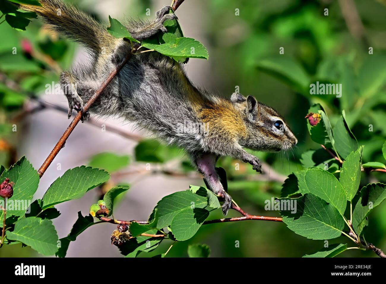 Ein wenig Streifenhörnchen, "Eutamias minimus", der auf einem Ast nach leckeren roten Beeren sucht. Stockfoto