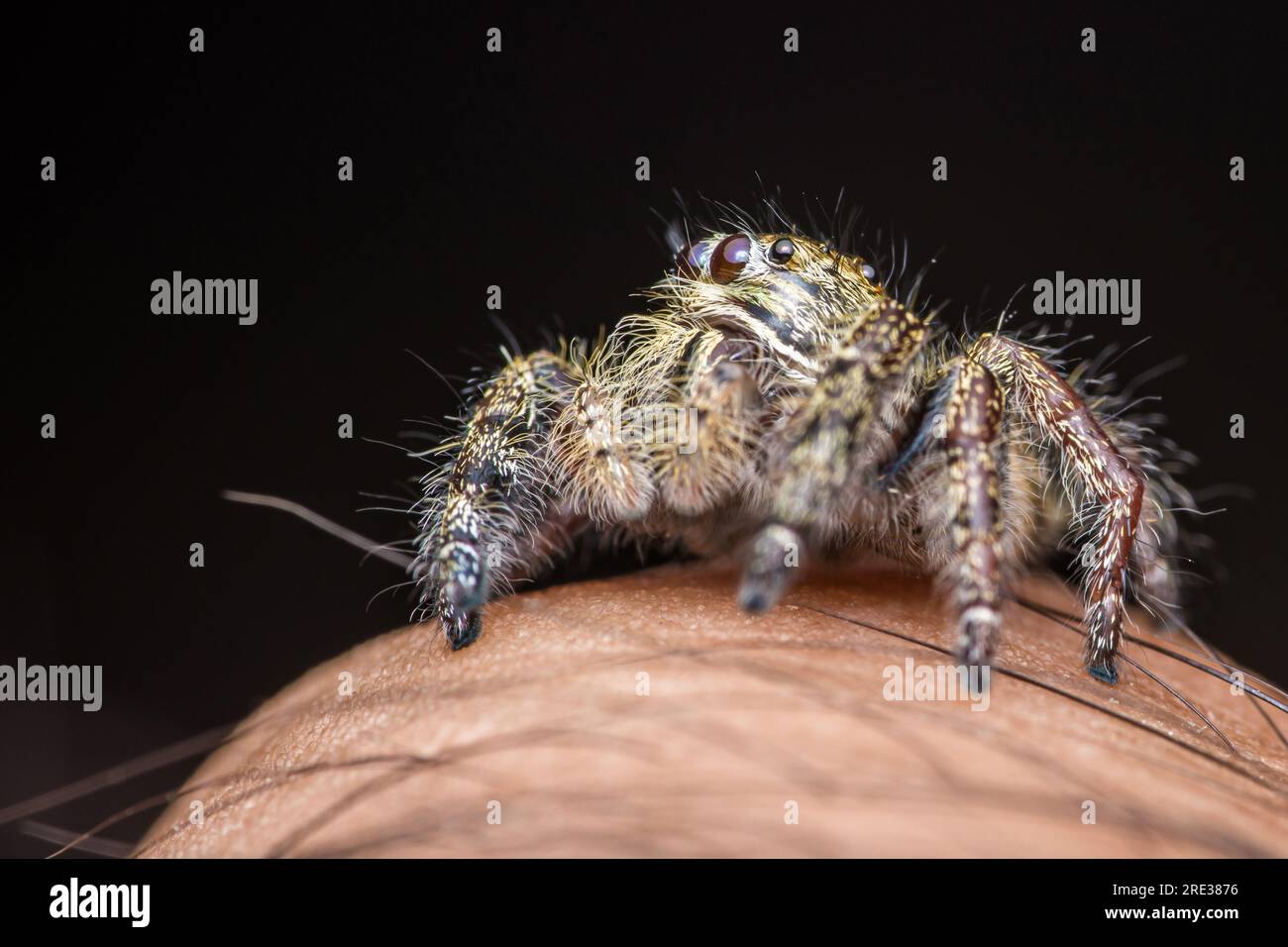 Nahaufnahme einer bunten Springspinne auf menschlicher Hand, Makroaufnahme, selektiver Fokus, Thailand. Stockfoto