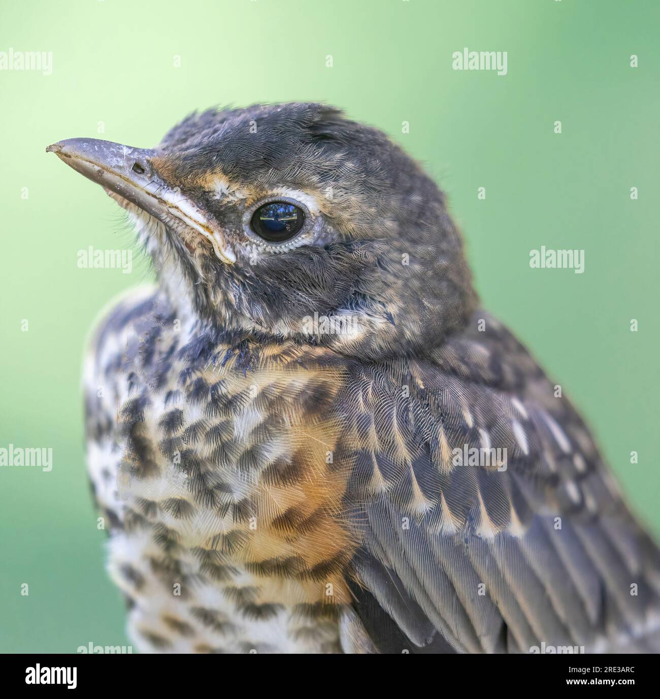 Amerikanischer Robin, der noch nicht ganz dicht beieinander war. Cuesta Park, Santa Clara County, Kalifornien. Stockfoto