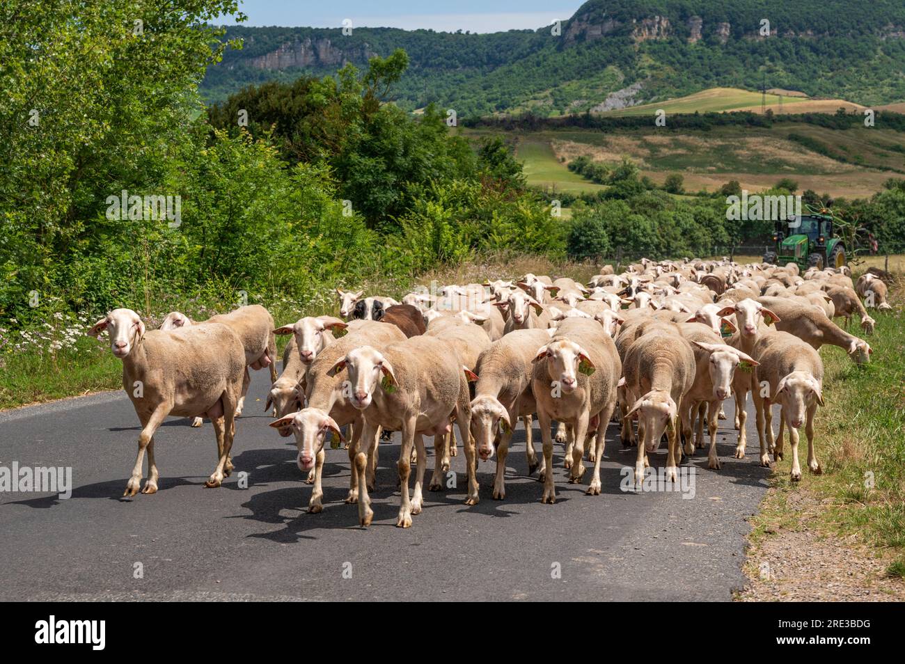 Schafe in der Nähe von St-Jean-d'Alcas bei Wandertierhaltung im Departement Aveyron in Frankreich Stockfoto