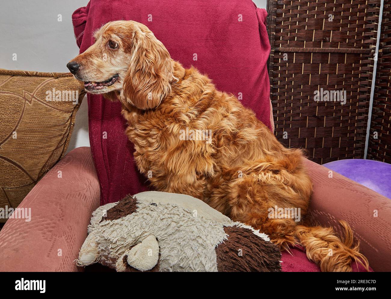 Klassische Hundeentspannung, englischer Cocker Spaniel auf altem Sessel. Stockfoto