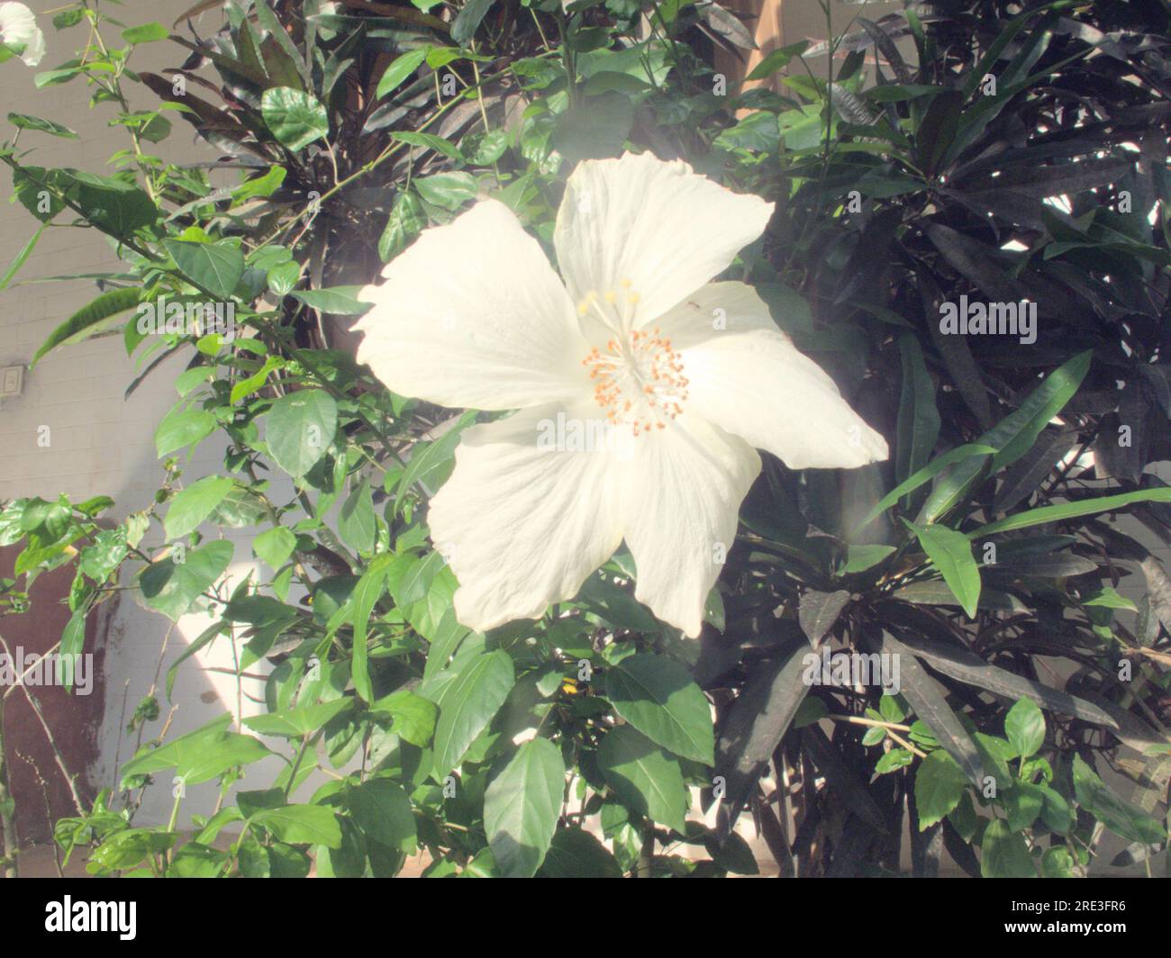 Das ist eine weiße Hibiskusblume Stockfoto