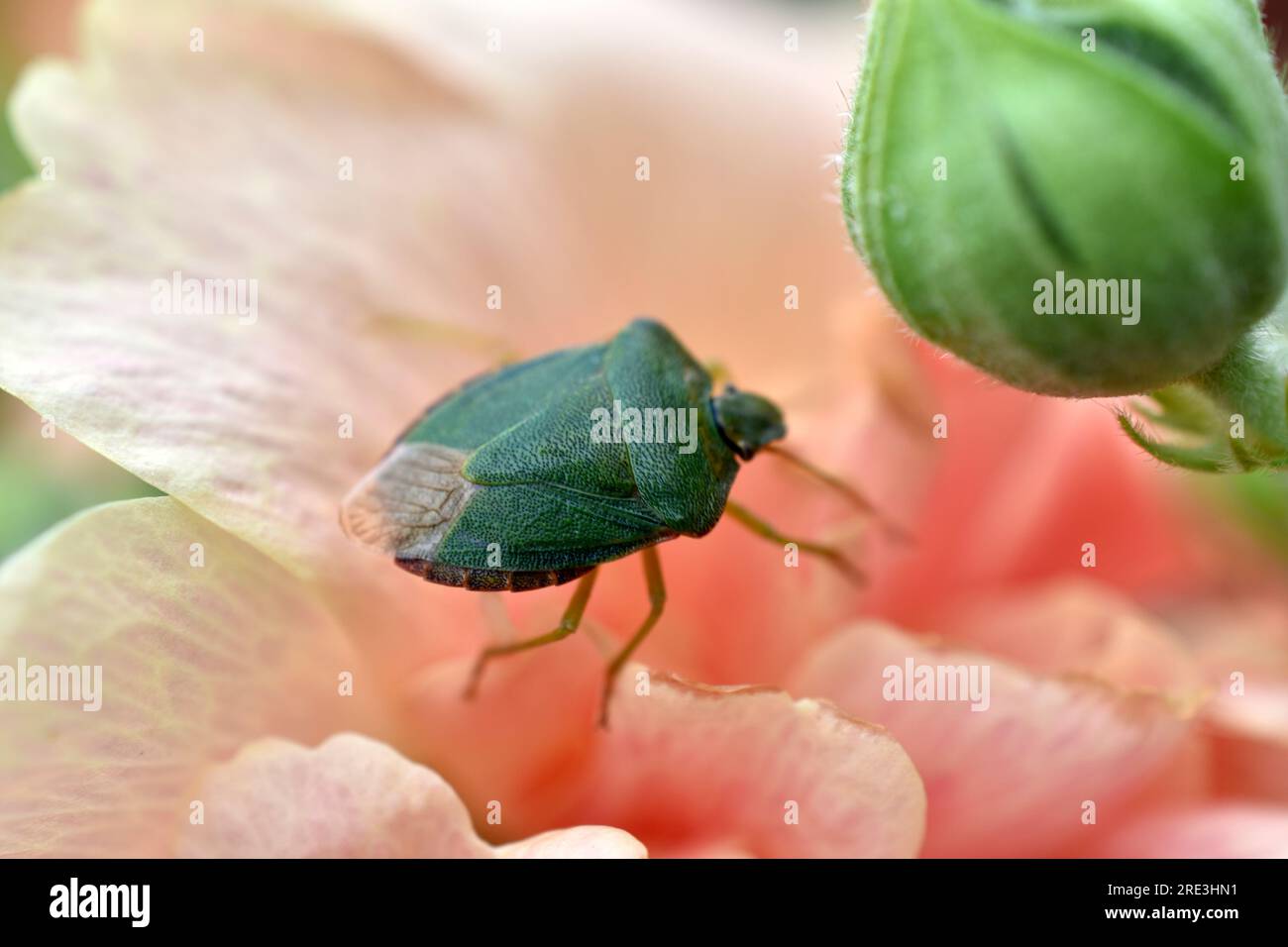 Schildgrün, holziger Palomena prasina auf einer rosa Blume. Versicherungskonzept. Stockfoto