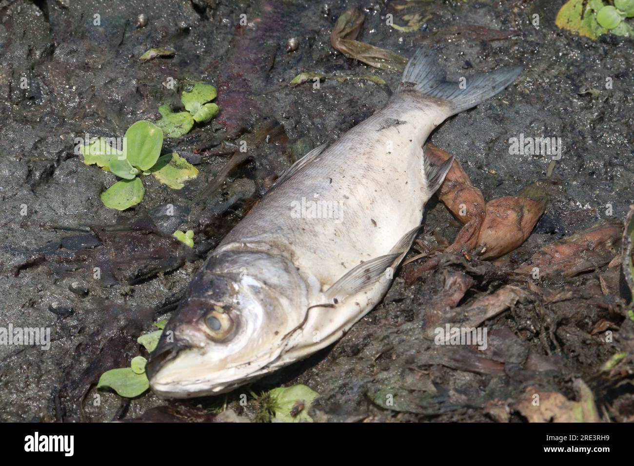 Toter Silberkarpfenfisch durch schlechtes Wasser im See Stockfoto