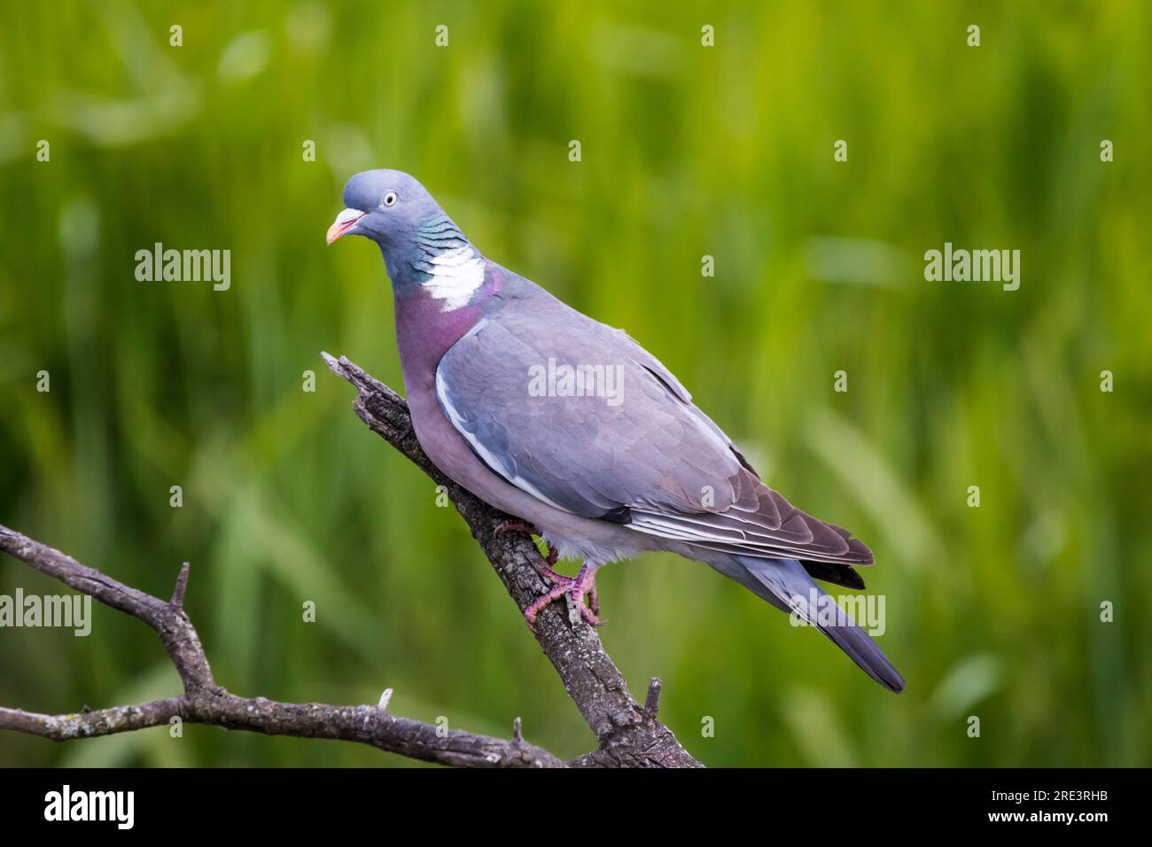 Eine Holztaube, Columba Palumbus, hoch oben auf einem Ast. Stockfoto