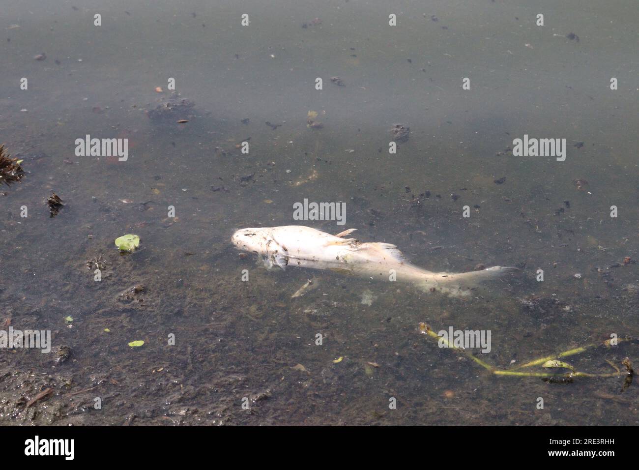 Toter Silberkarpfenfisch durch schlechtes Wasser im See Stockfoto