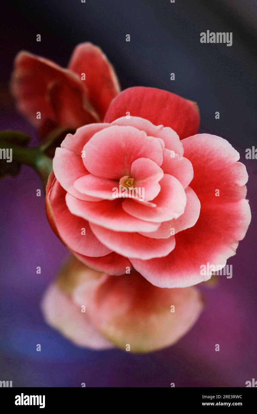 Rot Pink Begonia Blumen wunderschön hübsches romantisches Makrobild - Begonia Blume Foto Nahaufnahme weicher Fokus Stockfoto