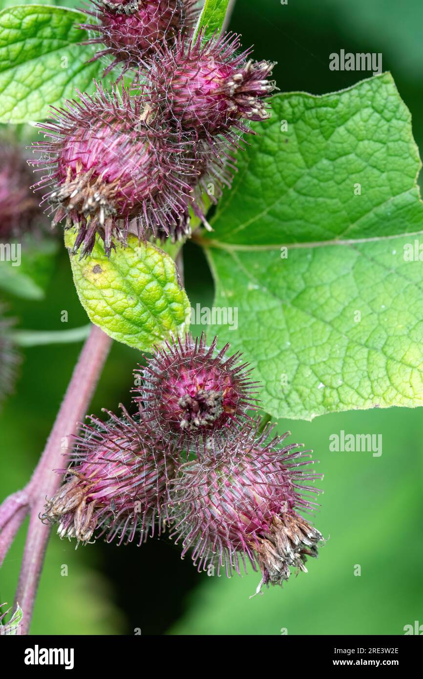 Die große Klette (Arctium Lappa) Stockfoto