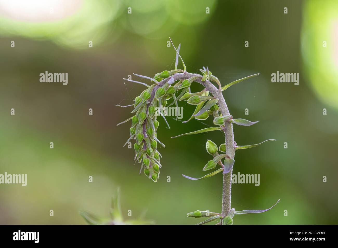 Violette Helleborine (Epipactis purpurata) Orchidee, ungeöffneter Blumenspitze im Waldlebensraum mit dem violetten Stamm, Hampshire, England, Vereinigtes Königreich, im Juli Stockfoto