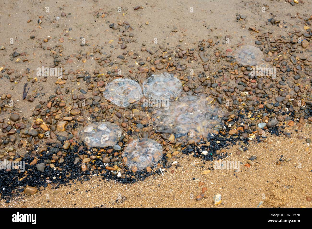 Mehrere Quallen wurden an einem Kieselstrand angespült Stockfoto