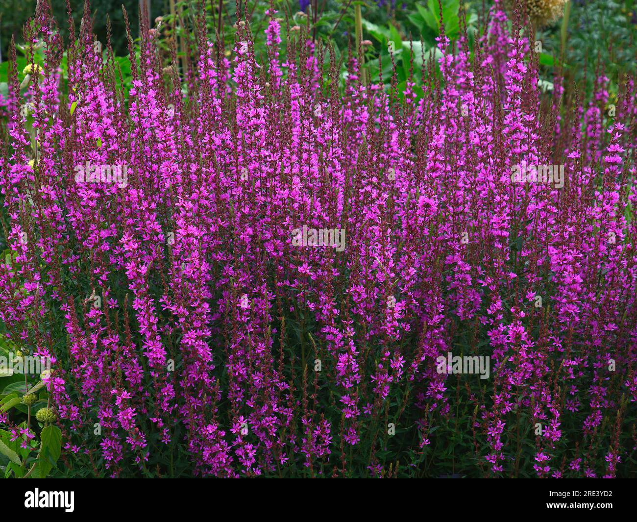 Nahaufnahme der lila blühenden, mehrjährigen Gartenpflanze Lythrum virgatum dropmore purple oder Loosestrife. Stockfoto