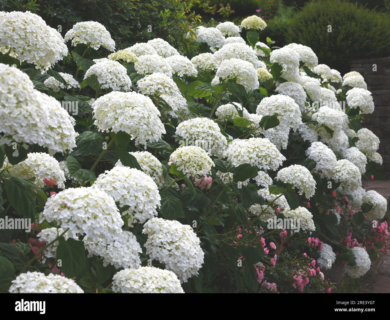 Nahaufnahme der weißen Blütenköpfe des sommerblühenden Gartenstrauchs Hydrangea arborescens Strong annabelle. Stockfoto