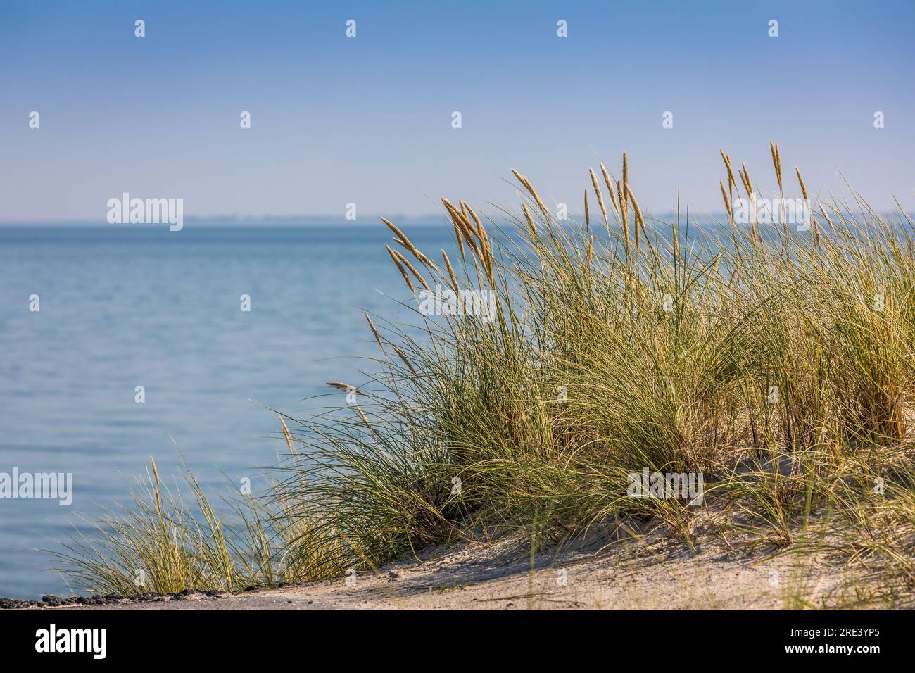 Geografie / Reise, Deutschland, Schleswig-Holstein, List, Beachgrass auf der Halbinsel Uthoern in List, ADDITIONAL-RIGHTS-CLEARANCE-INFO-NOT-AVAILABLE Stockfoto