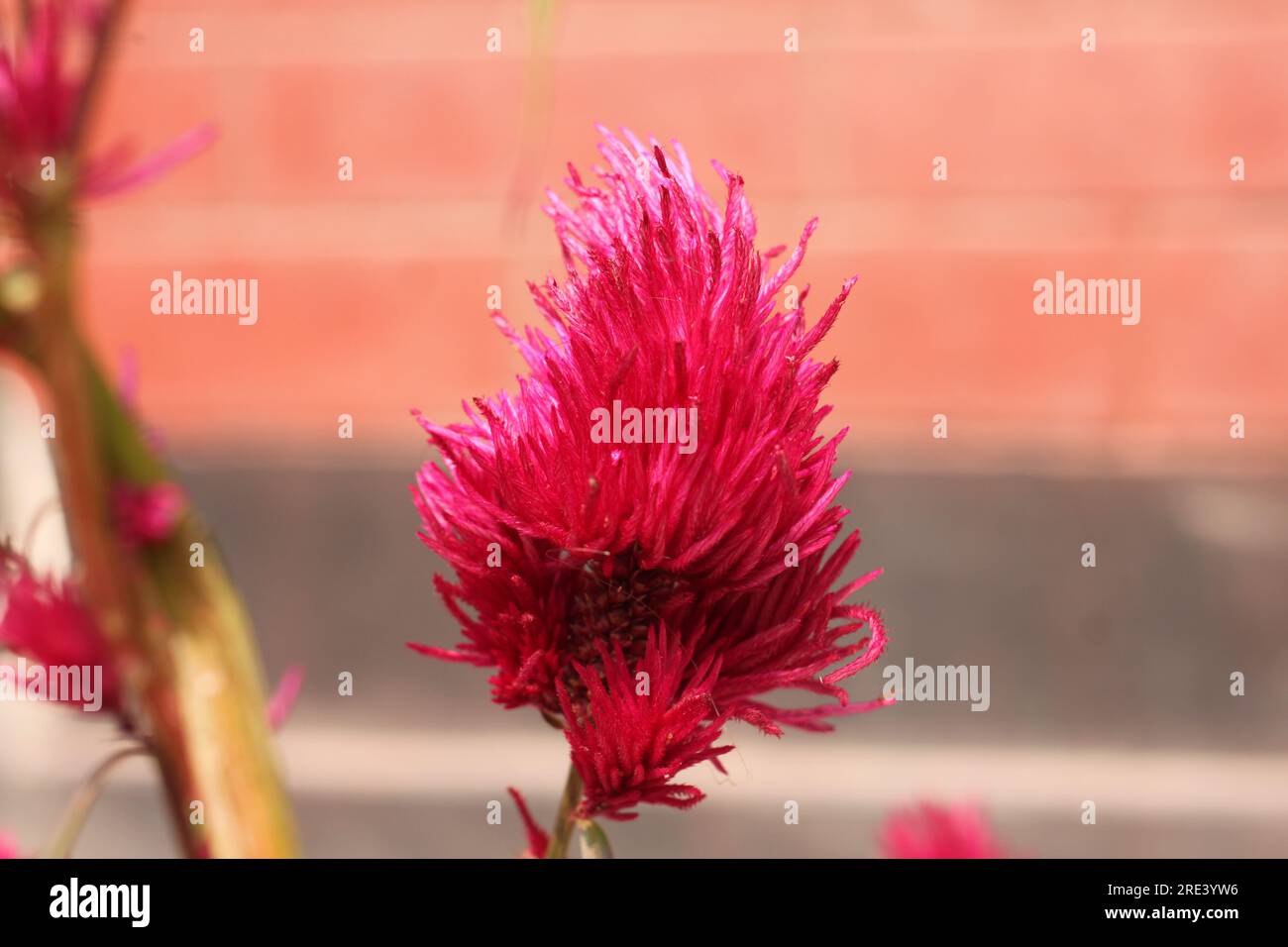 Celosia argentea, gemeinhin bekannt als Kammmuschel oder Kammmuschel aus Silberhahn, Stockfoto
