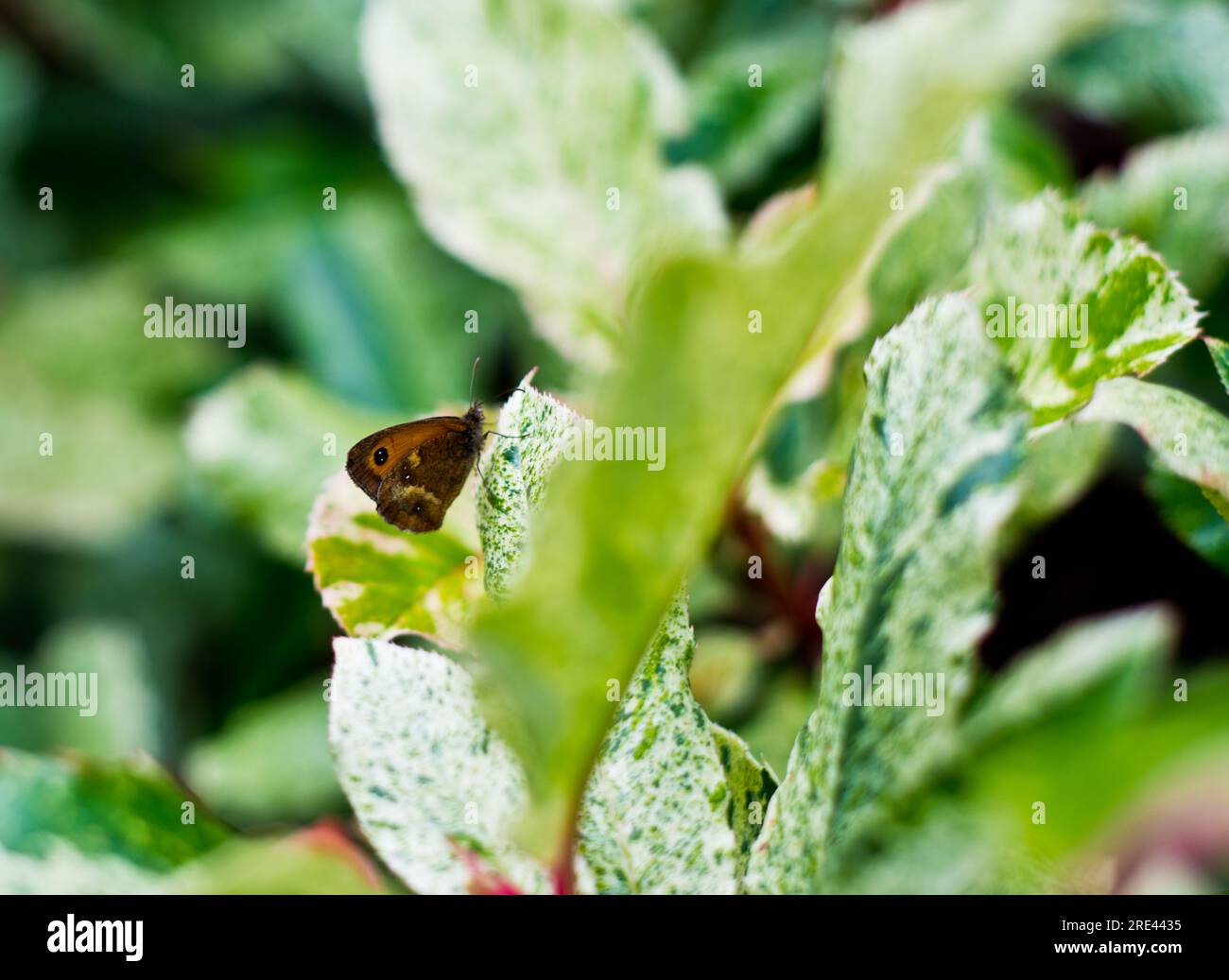 Torwächter Schmetterling, York, Yorkshire, England Stockfoto