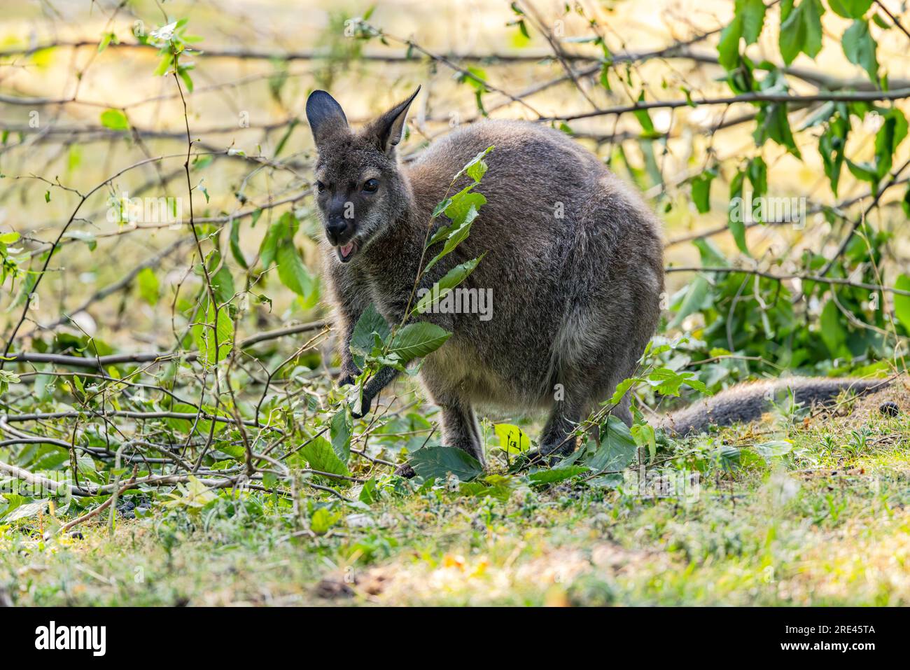 Ein Bennett's Wallaby Marsupial isst einen Ast mit Blättern, Zoo in Deutschland Stockfoto