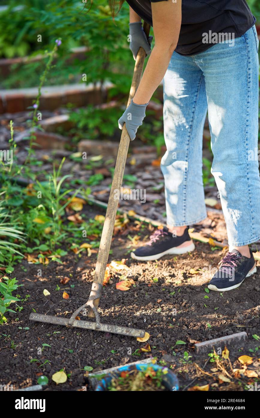 Gärtnerin mit Hut und Schutzhandschuhen, die mit Rechen im Garten Erde gräbt. Gartenarbeit Stockfoto