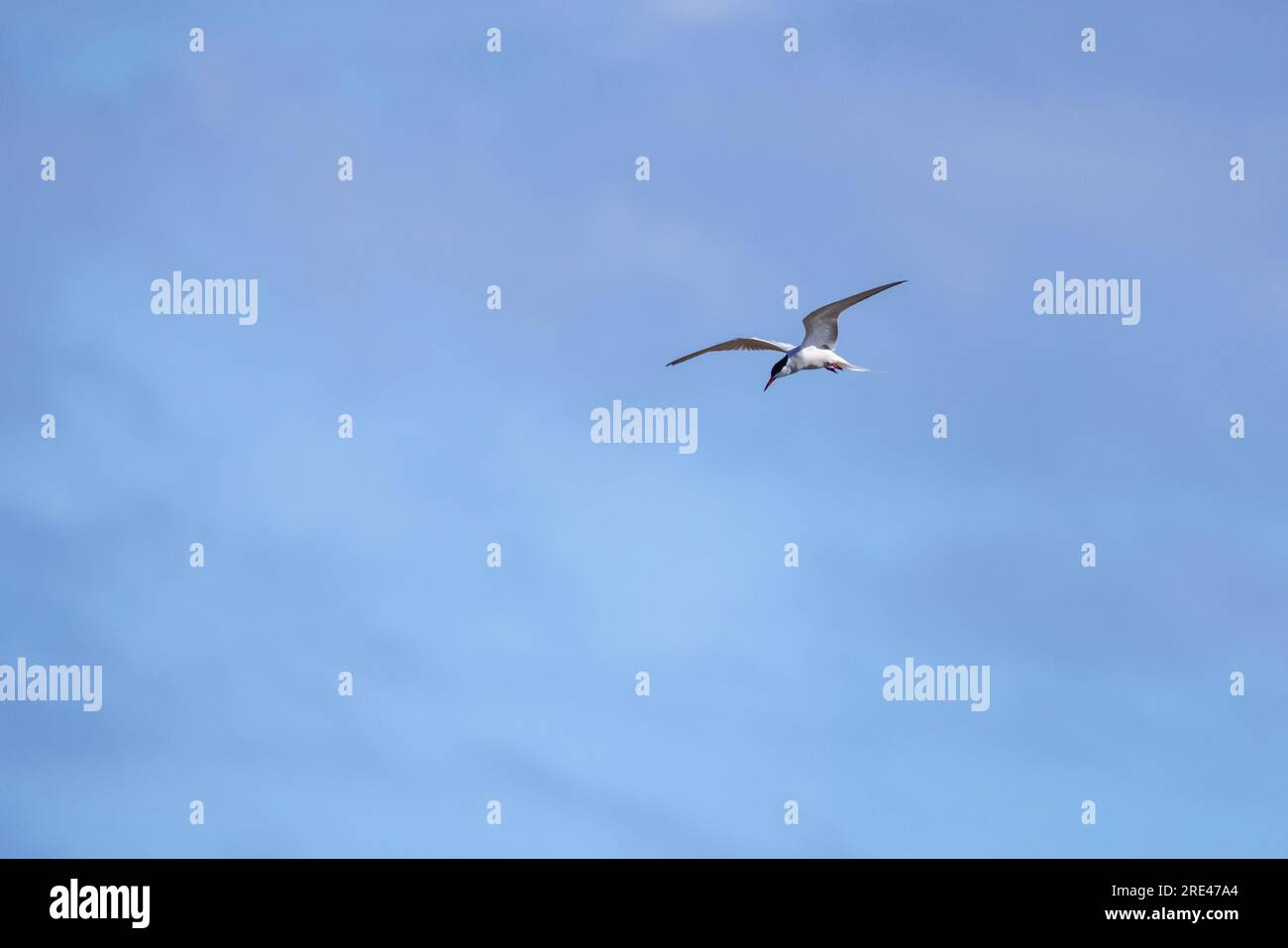 Sterna hirundo, Seewolf fliegt unter blauem Himmel an einem sonnigen Tag Stockfoto