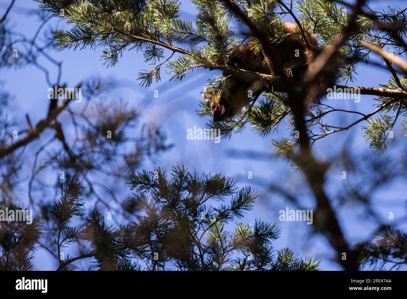 Der europäische Kiefernmarder liegt auf einem Kiefernzweig unter blauem Himmel. Auch bekannt als Kiefernmarder, ist ein Mustelid, weniger bekannt als baum Mart Stockfoto