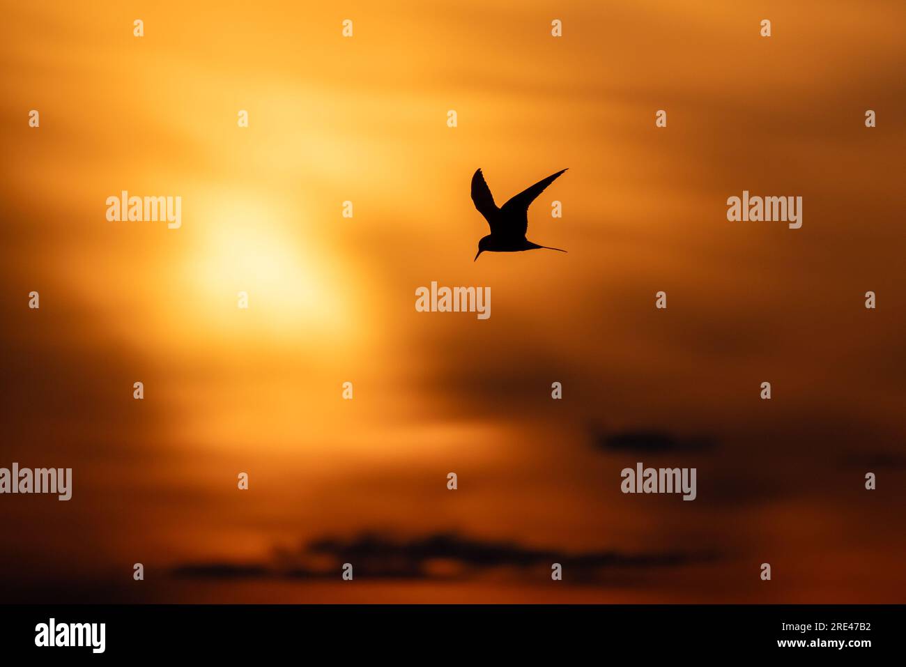 Silhouettenfoto einer Seezunge, die unter dem Himmel bei Sonnenuntergang fliegt. Sterna hirundo Stockfoto