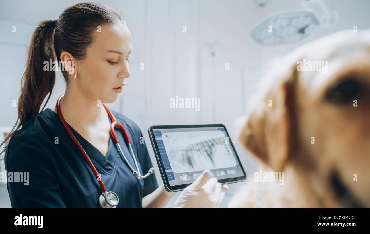 In einer modernen Tierklinik: Golden Retriever Haustier steht auf dem Untersuchungstisch, während eine Tierärztin die Gesundheit des Hundes auf einem Tablet beurteilt Stockfoto