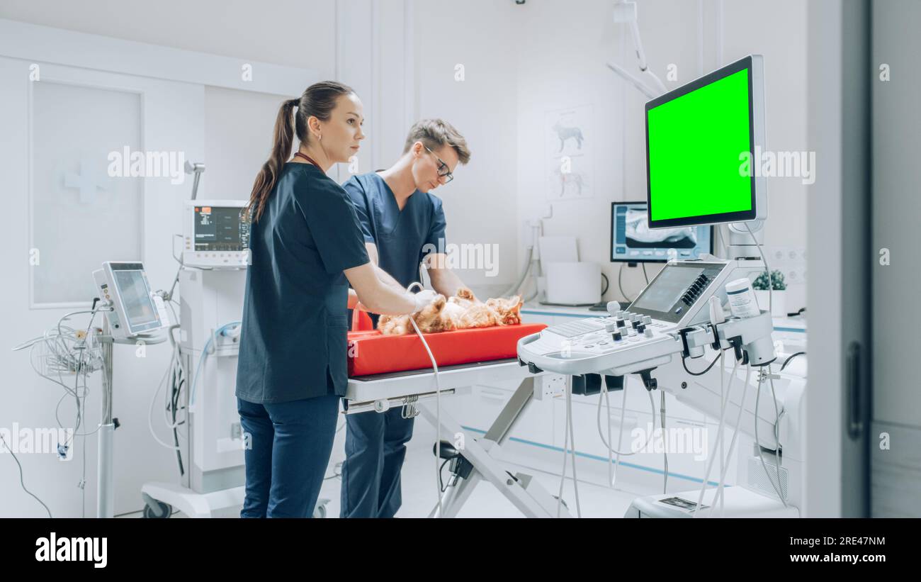 Weibliche und männliche Veterinäre, die Gesundheitsuntersuchungen auf einem Haustier durchführen. Fachtierarzt in einer modernen Veterinärklinik mit Green Screen Monitoren Stockfoto